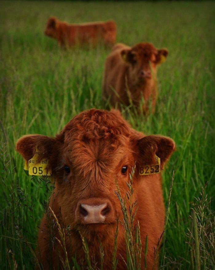 Three brown cows with identification tags in a grassy field